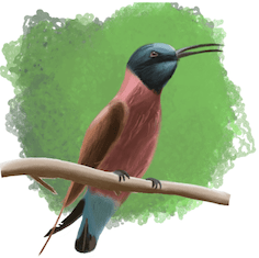 Drawing of a&nbsp;bird.